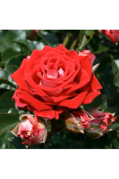 Роза биколор Руби Стар